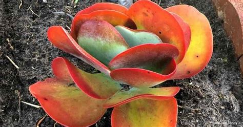 Cindy lawson (author) from guernsey (channel islands) on january 19, 2014 Is The Flapjack Plant Poisonous? | PlantCareToday.com