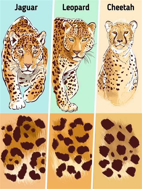 How To Spot The Difference Between A Cheetah A Leopard And A Jaguar