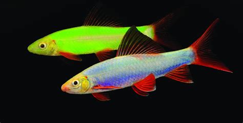 Spectrum Introduces Two Colors Of Glofish Sharks Pet Age