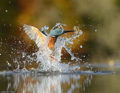 √ Award Winning Wildlife Bird Photography Alumn Photograph