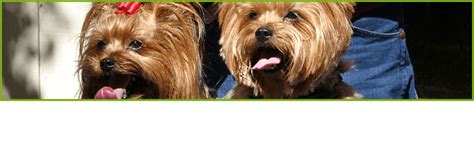 It was afternoon time, hence i assumed that it would fly away at night since owls are creature of the night. Dog Grooming - Edenbridge, Kent