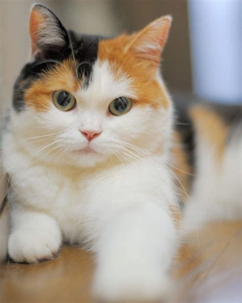 Rare Cat Breeds Calico Pets Lovers