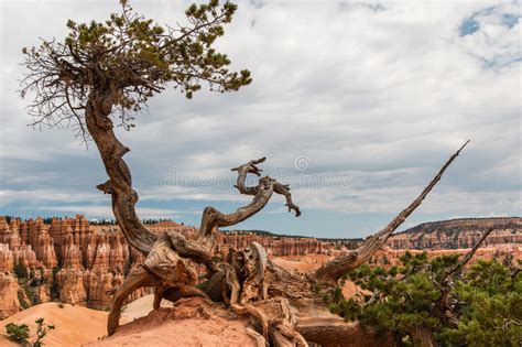 Lonely Tree At Bryce Canyon Stock Image Image Of Lonely Bryce 84165407