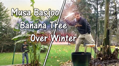 This article is about content available solely in the people's republic of china. Did My Musa Basjoo Banana Tree Survive the Winter? Zone 5B ...