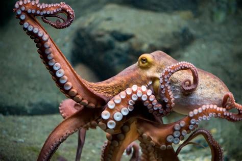 Octopus Wallpaper ·① Download Free Stunning Backgrounds