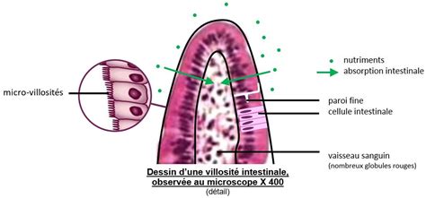 Lapprovisionnement En Nutriments Labsorption Intestinale Le Corps