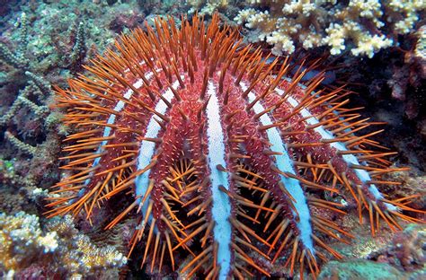 Crown Of Thorns Starfish Facts Habitat Predators Pictures