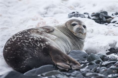 Hd Wallpaper Black Sea Lion Seal Fat Lying Seal Animal Mammal
