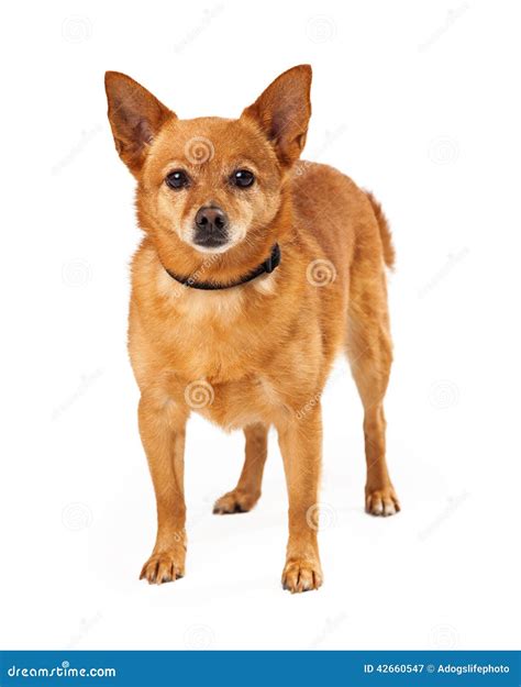 Small Golden Dog With Pointed Ears Standing Stock Image Image Of