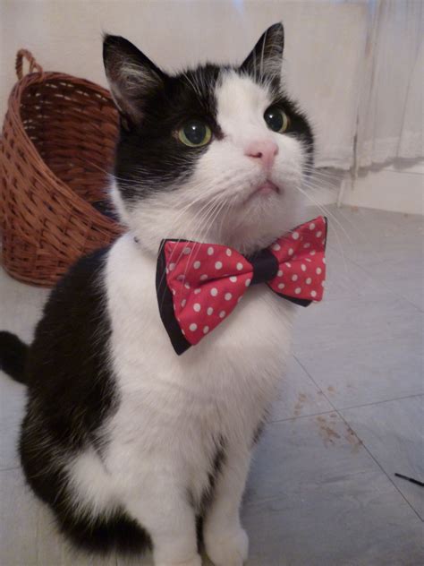 A tortoiseshell cat, also known as a tortie, is a cat born with a fur pattern resembling the mottled red and black tortoiseshell material. Pin by rocknrollheart67 . on tortie,calico,tuxedo,semi ...