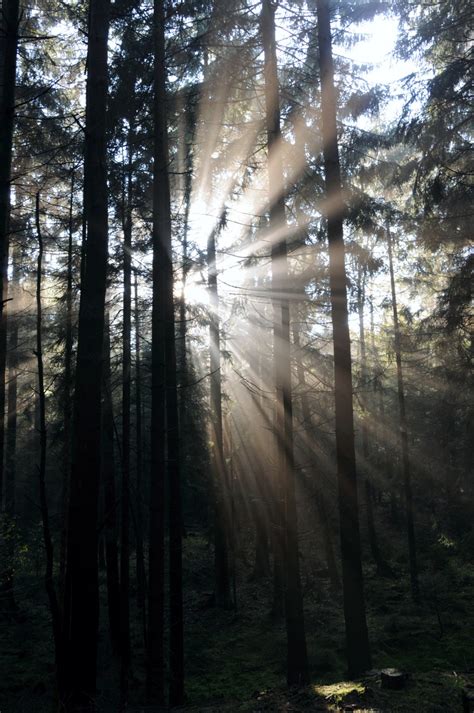 Free Images Tree Nature Forest Fog Mist Sunlight Morning Leaf