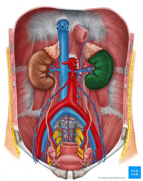 Female anatomy includes the external genitals, or the vulva, and the internal reproductive organs. Urinary System - Organs, Anatomy and Clinical Notes | Kenhub