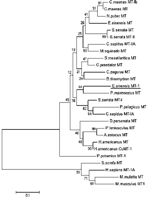 Phylogenetic Tree Of Vertebrate And Invertebrate Mt Isoform Proteins A