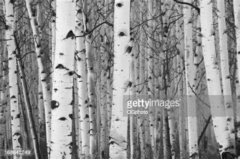 Monochrome Image Of White Birch Tree Forest High Res Stock Photo