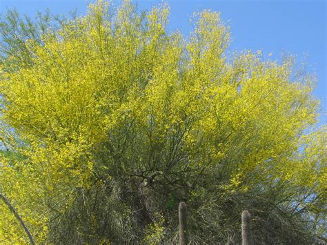 Parkinsonia Cercidium Florida Fabaceae Parkinsonia Ce Flickr