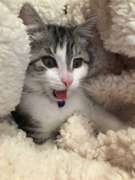 My Kitten Waking Up From A Naphttp Imgur Com QnrBi Cat Day Wake Up Imgur Picture Video
