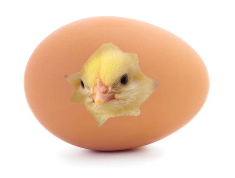 Baby Chicken In Egg