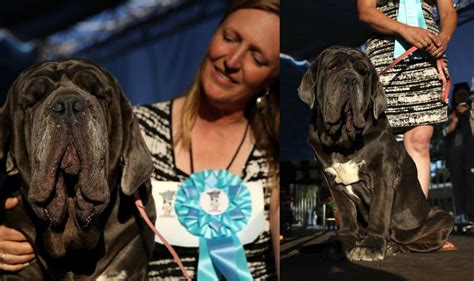 Worlds Ugliest Dog 2017 Is Martha See Pics Of Neapolitan