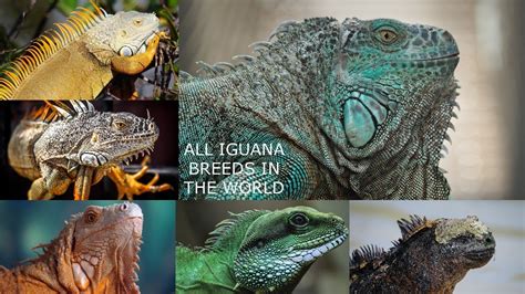 All Iguana Species Types Of Iguana Youtube
