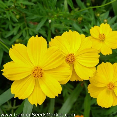 Yellow Garden Cosmos Mexican Aster Garden Seeds Market Free Shipping