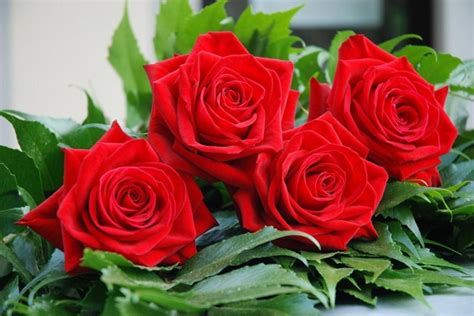 Gli auguri migliori, le immagini e i video d'amore da inviare su whatsapp, facebook e instagram per celebrare la festa degli innamorati. Tornano le rose di Diapsi per la Festa della Mamma - TG ...