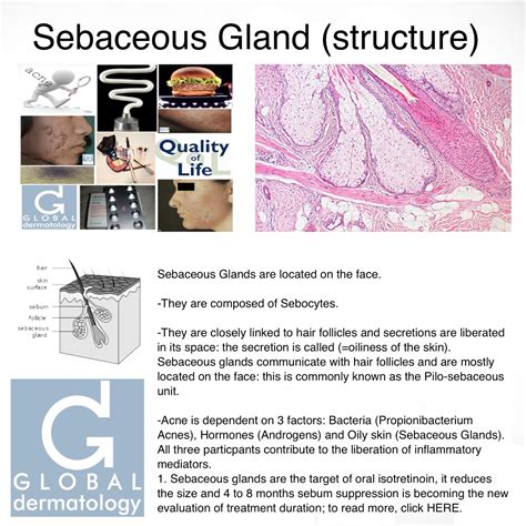 Global Dermatology Sebaceous Gland Structure Instagram