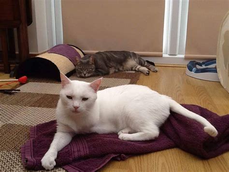 They are a breed that is absolutely unfit to live. Angel - Rescue And Rehoming Persian And Other Pedigree Cats