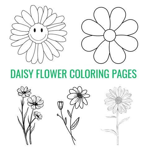 Free Daisy Flower Coloring Pages