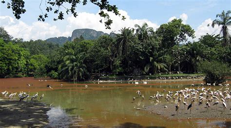 This place is a popular attraction for the locals with small children especially during the weekends and public holidays. National Zoo, Kuala Lumpur