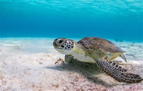 Pretty Sea Turtles Wallpapers Wallpaper Cave