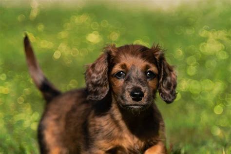 15 Things You Should Know About The Chiweenie Breed Information Guide