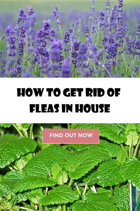 34 Home Remedies For Killing Fleas In Yard Images Home Yard