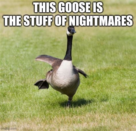 Canada Goose Imgflip