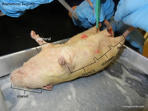 External Features - Rat Dissection
