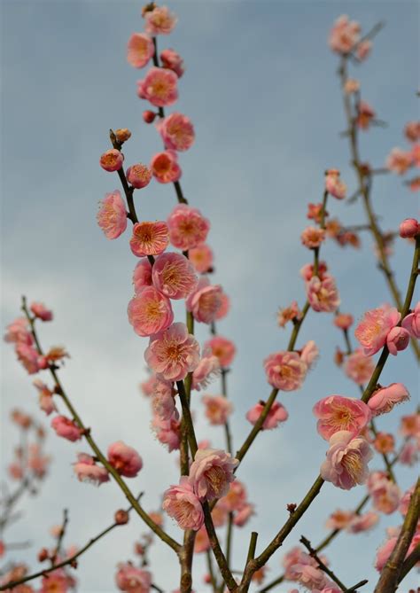 Paljud, kuid mitte kõik, õitsevad kevadel. Trees that Bloom Pink in Spring | Fairview Garden Center