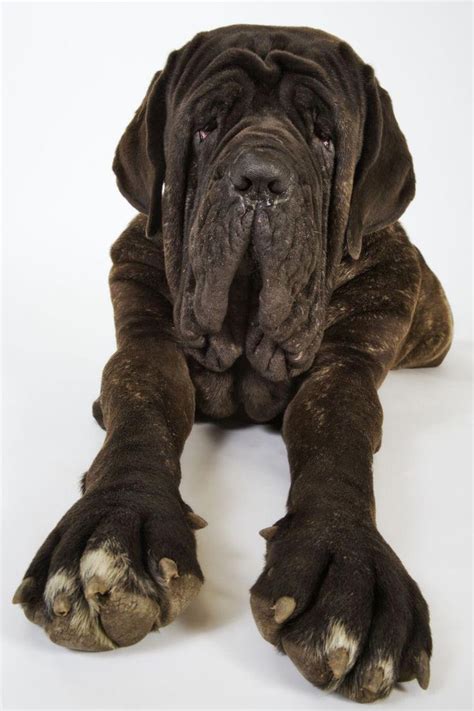 Largest Neopolitan Mastiff Neapolitan Mastiff Dog Breed Picture