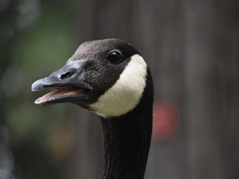 Wondering What Is Duck Teeth Its Poultry