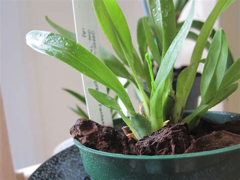 But when your orchid sends up a new flower spike, it's important to care for it correctly to make sure you get the most spectacular blooms. An Oncidium in Spike! | Brooklyn Orchids