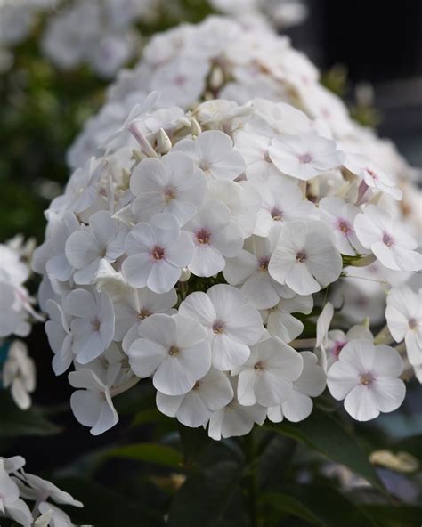 Phlox Paniculata Super Ka Pow™ ‘white James Greenhouses Perennial