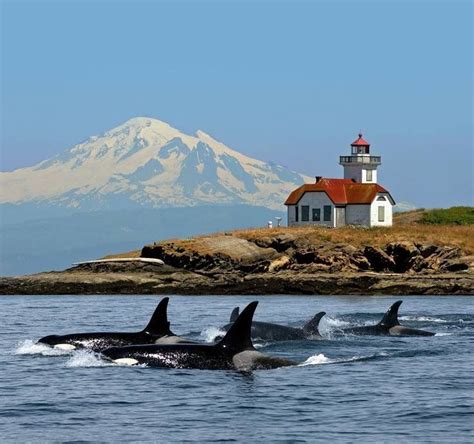 Orca Pod In Puget Sound Pacific Northwest Travel San Juan Islands