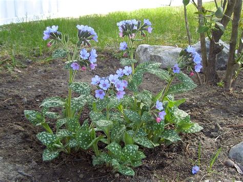 49 514 просмотров • 15 мая 2019 г. Great Perennials for Shade (All of Them Deer Resistant ...