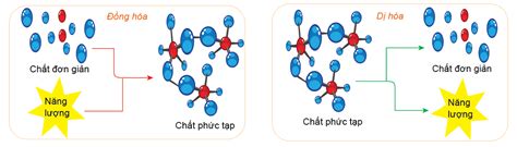 Lý thuyết Sinh học 10 Bài 23 Quá trình tổng hợp và phân giải các chất