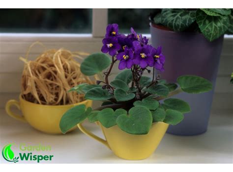 6 Tips For Successful Repotting Your African Violet