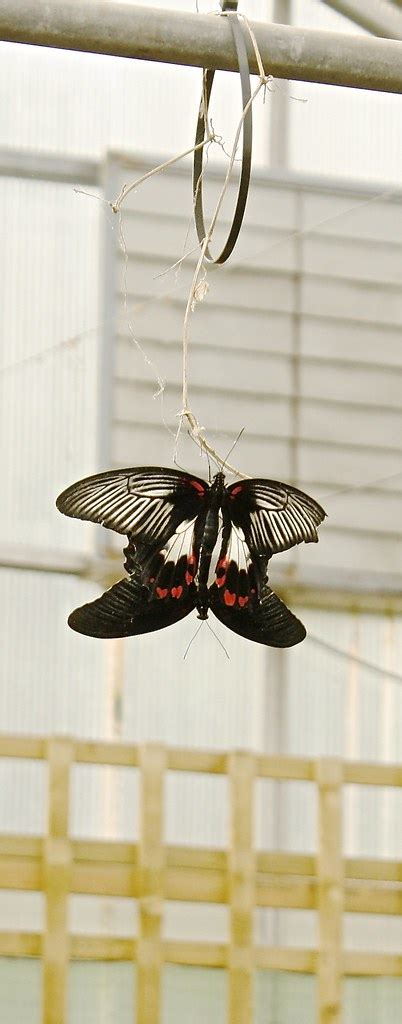 Two Butterflies Having Sex Making New Butterflies Flickr