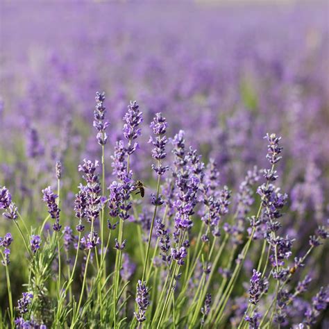 Plantes Graines Bulbes 5000 Bulk Seeds English Lavender Lavandula