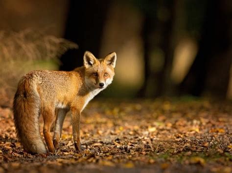 2 Fox Attacks Reported In Nc As Sightings Up Across State Charlotte