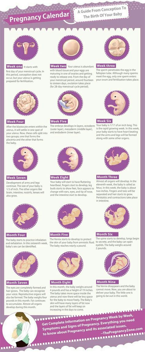 Dog Pregnancy Week By Week Dog Embryo Development Stages