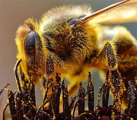 Photographing Bees One Of Natures Most Valuable Resources Hubpages