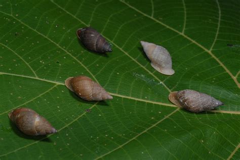 Pacific Island Land Snails Rundell Lab At Suny Esf