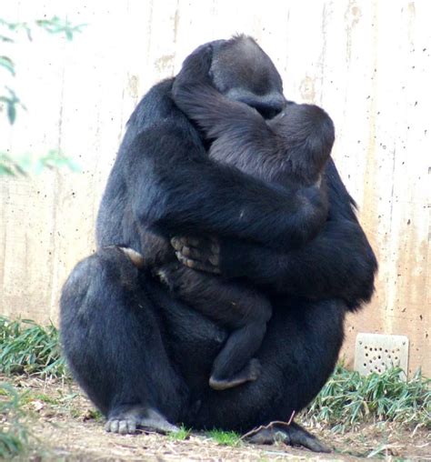 A Good Hug Best Hug Black Bear Lovey Valentines Animals Valentine